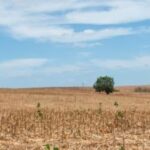 SERGIPE PODE REGISTRAR CALOR DE ATÉ 41°C E SEM PREVISÃO DE CHUVA AO LONGO DA SEMANA